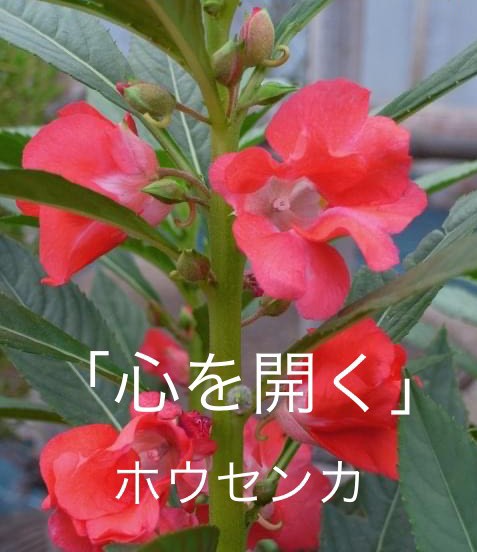 ホウセンカの花言葉 Steemzzang