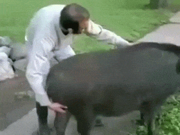 1486484443_pig.gif