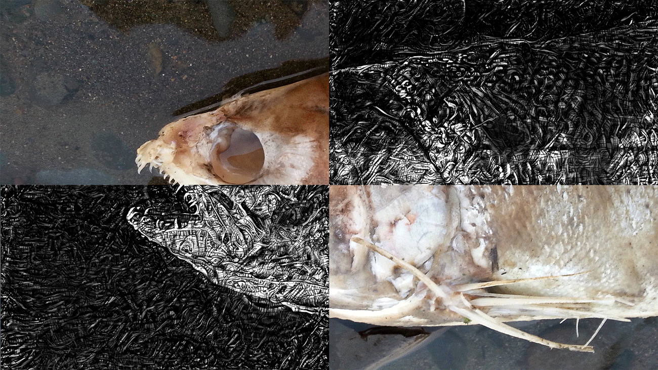 fish4-GIF1.gif