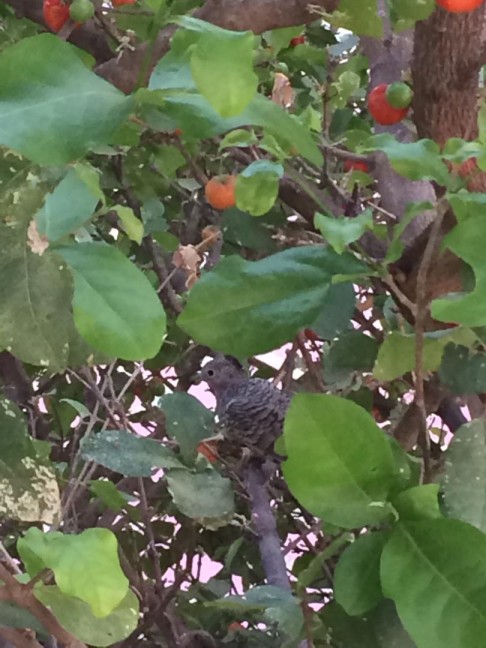 Ave-palomita-columbina-scuammata-comedero-arbol-pajaro-venezuela.jpg
