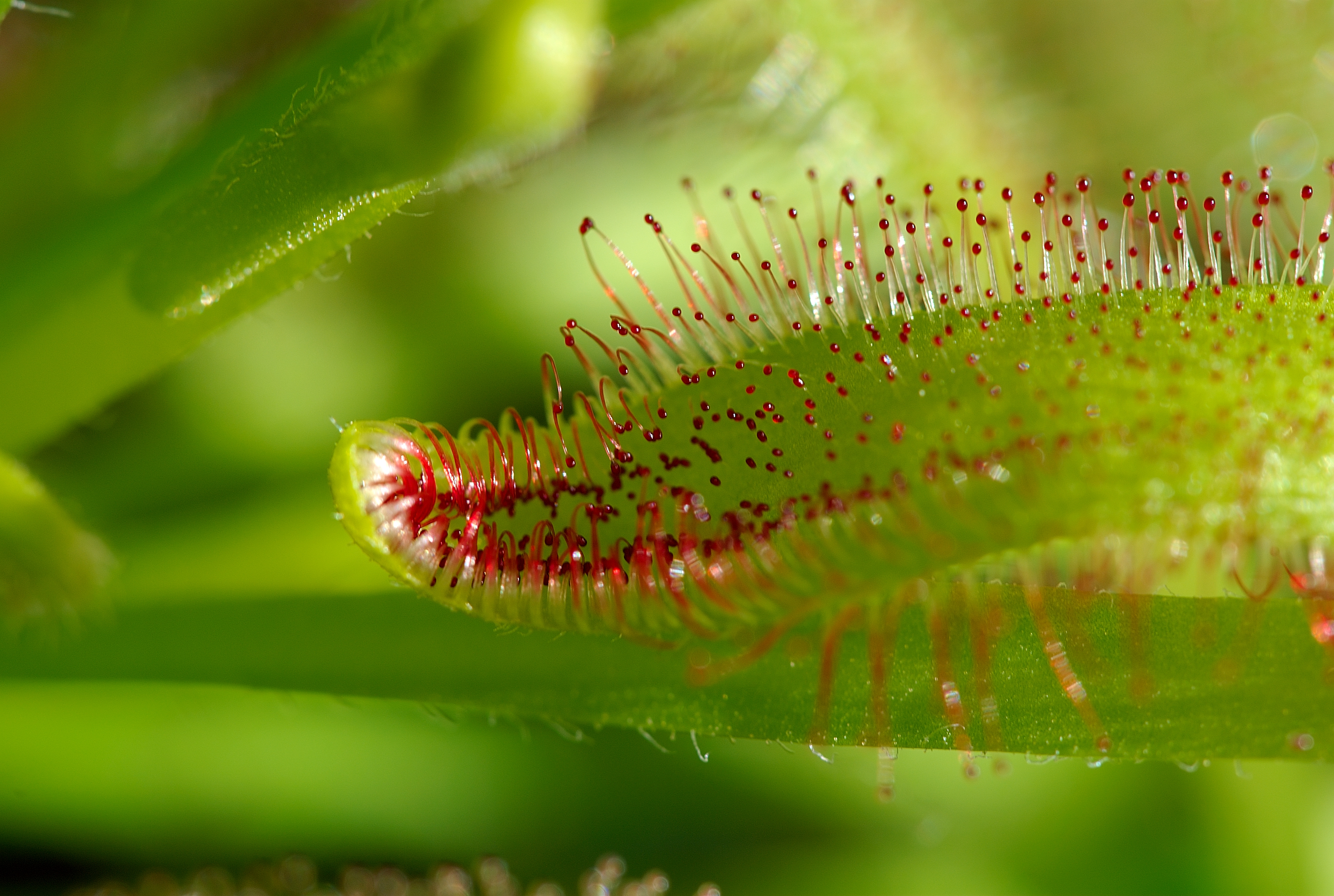 Drosera_capensis_2_Luc_Viatour (2).jpg