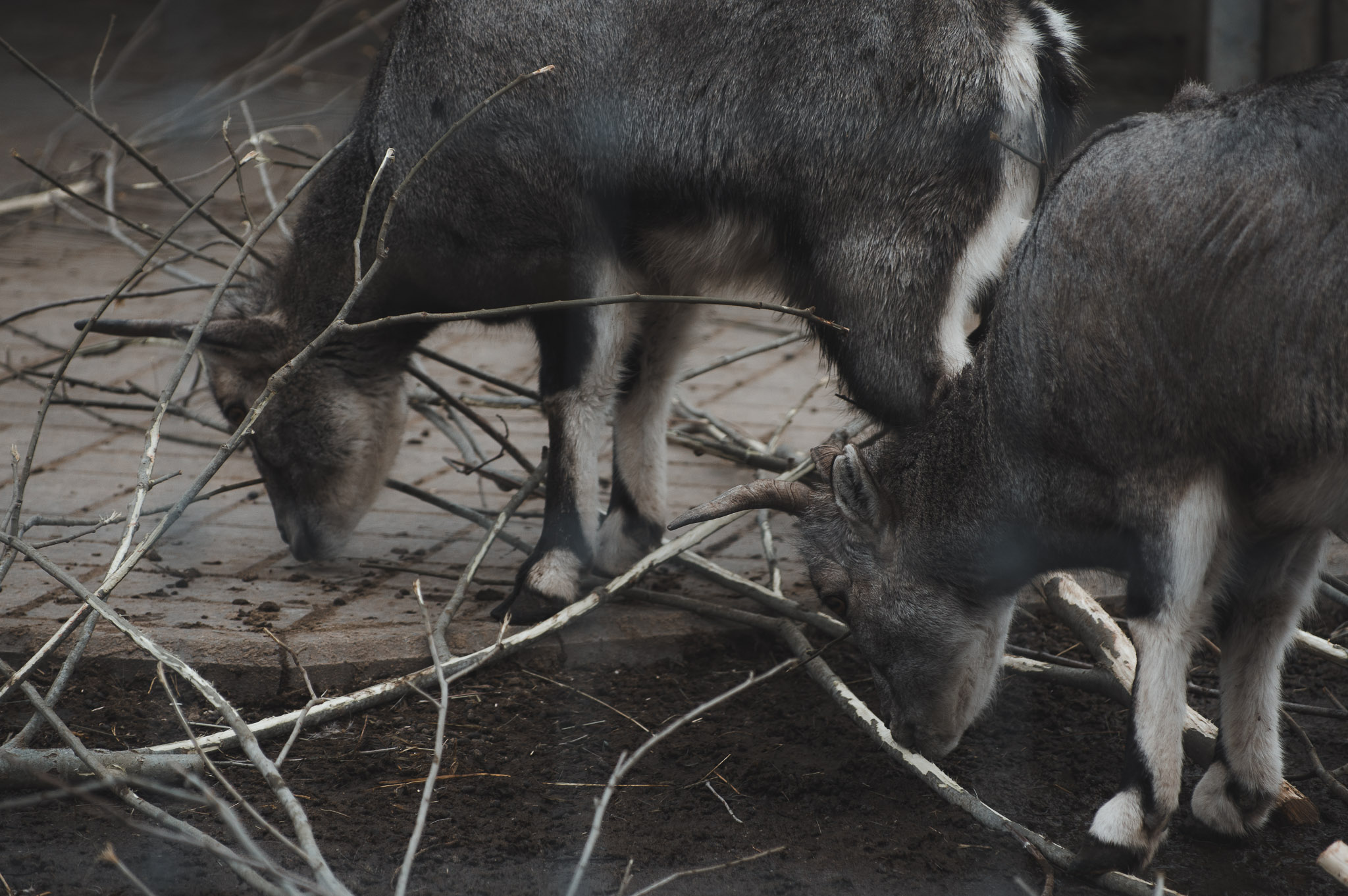 0104IMGP1121ccMarch 02, 2019.jpg