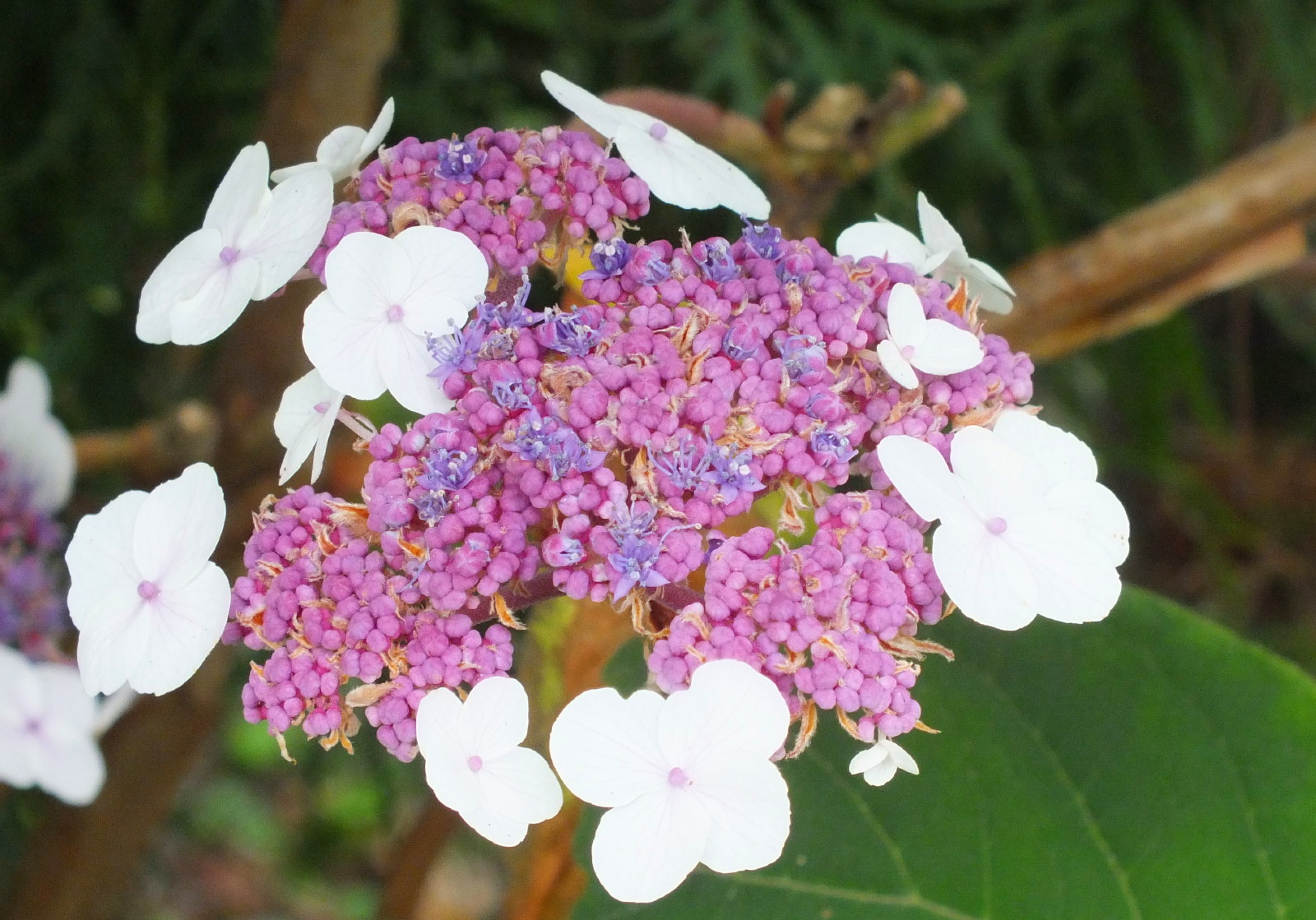 0182-Hydrangea.jpg