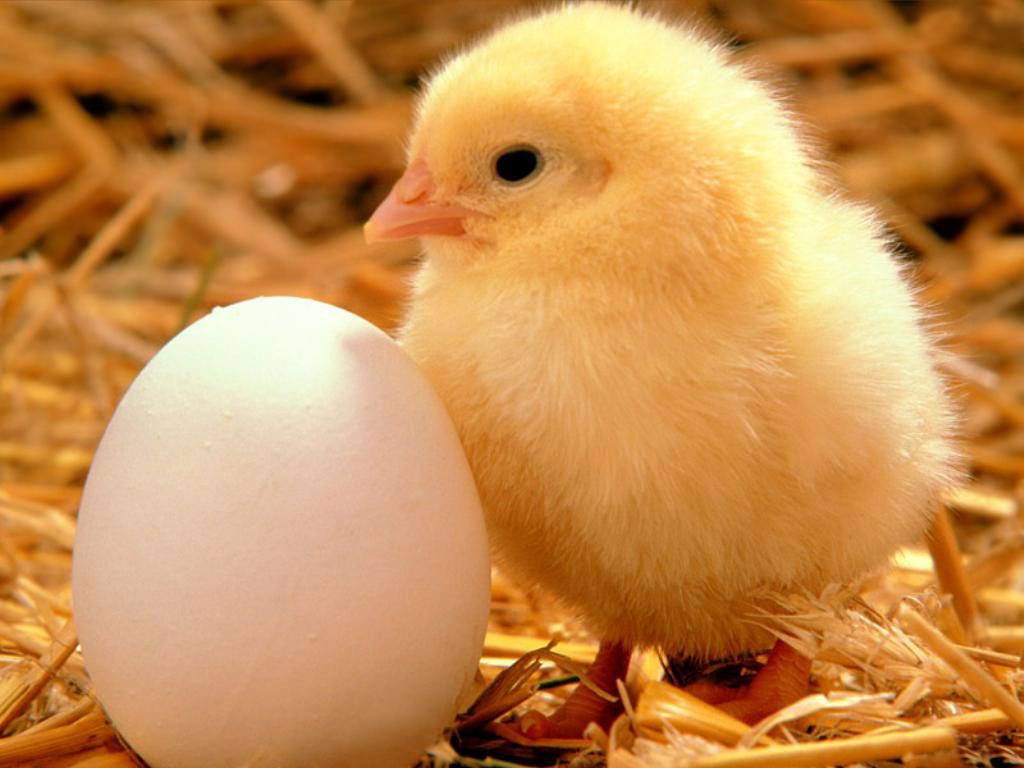 chick.jpg