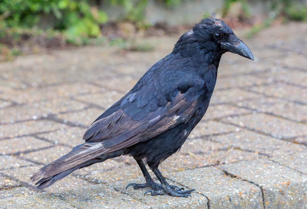 17745128332398031721826220239667.png