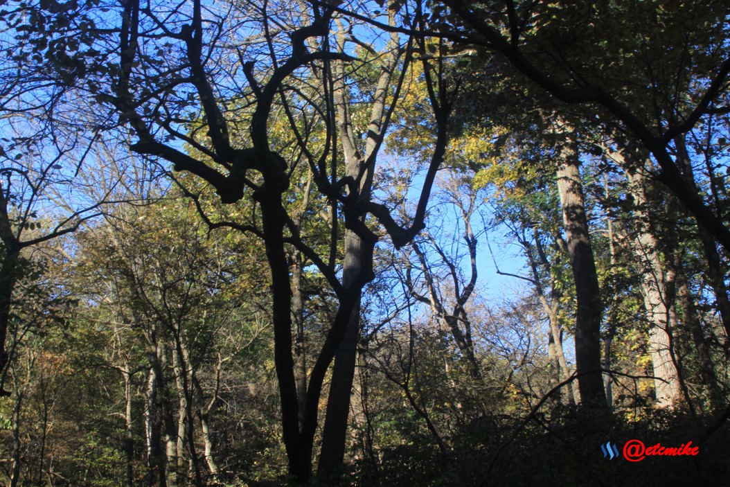 fall trees colors landscape fall-colors fontenelle-forest Fall02063.jpg