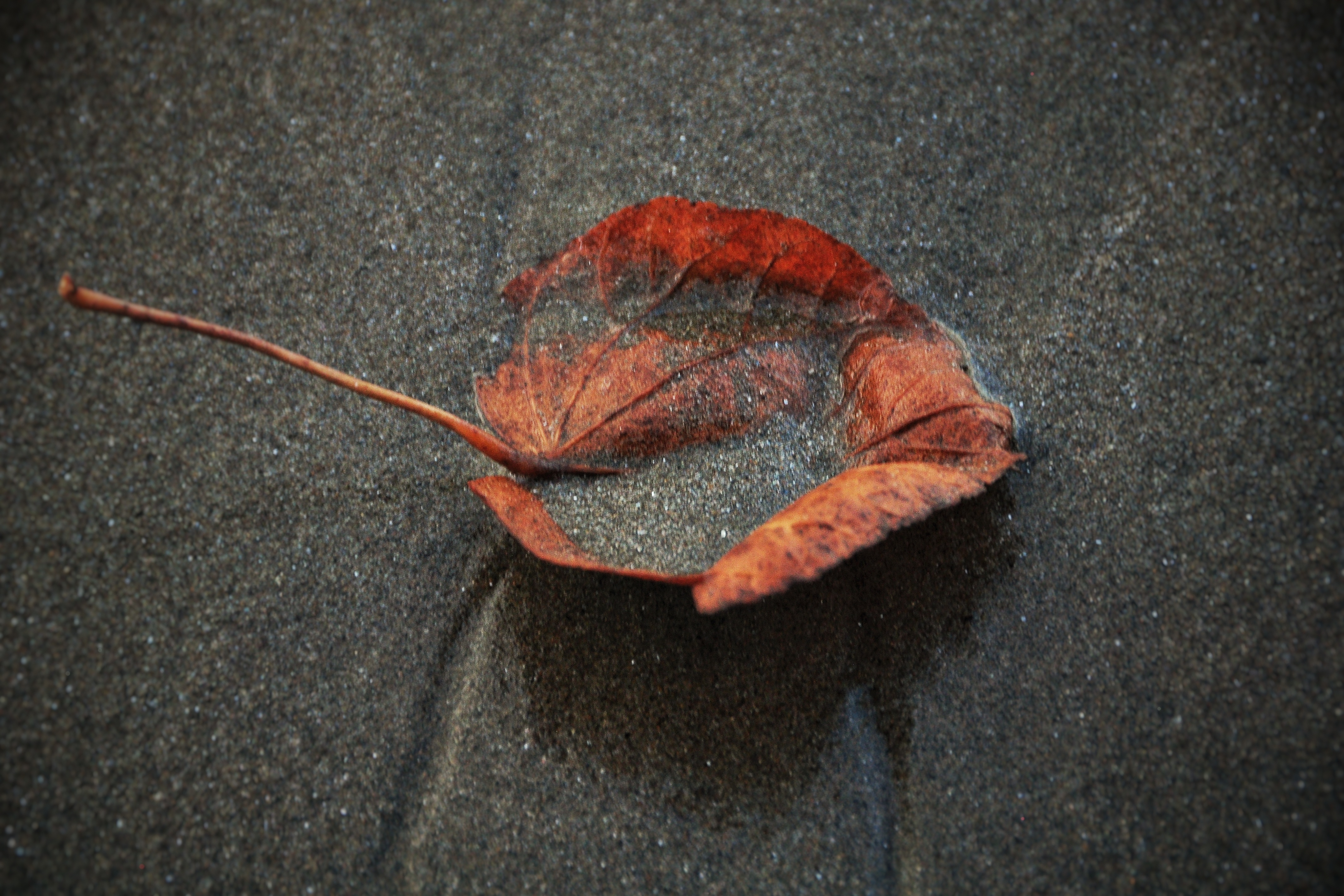 DSC_0914-01.jpeg