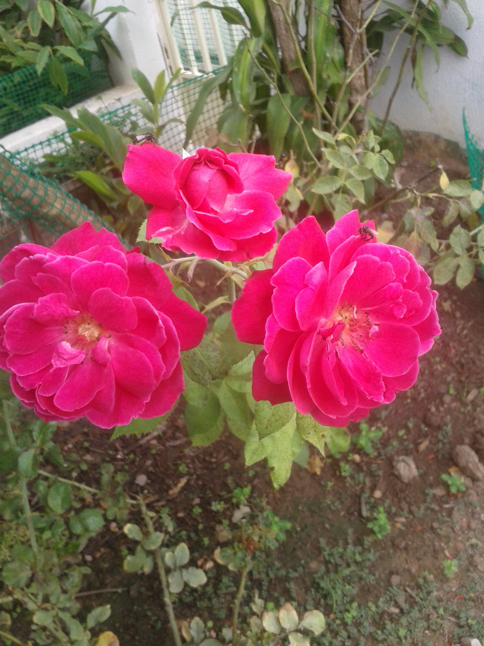 20140814_074300.jpg