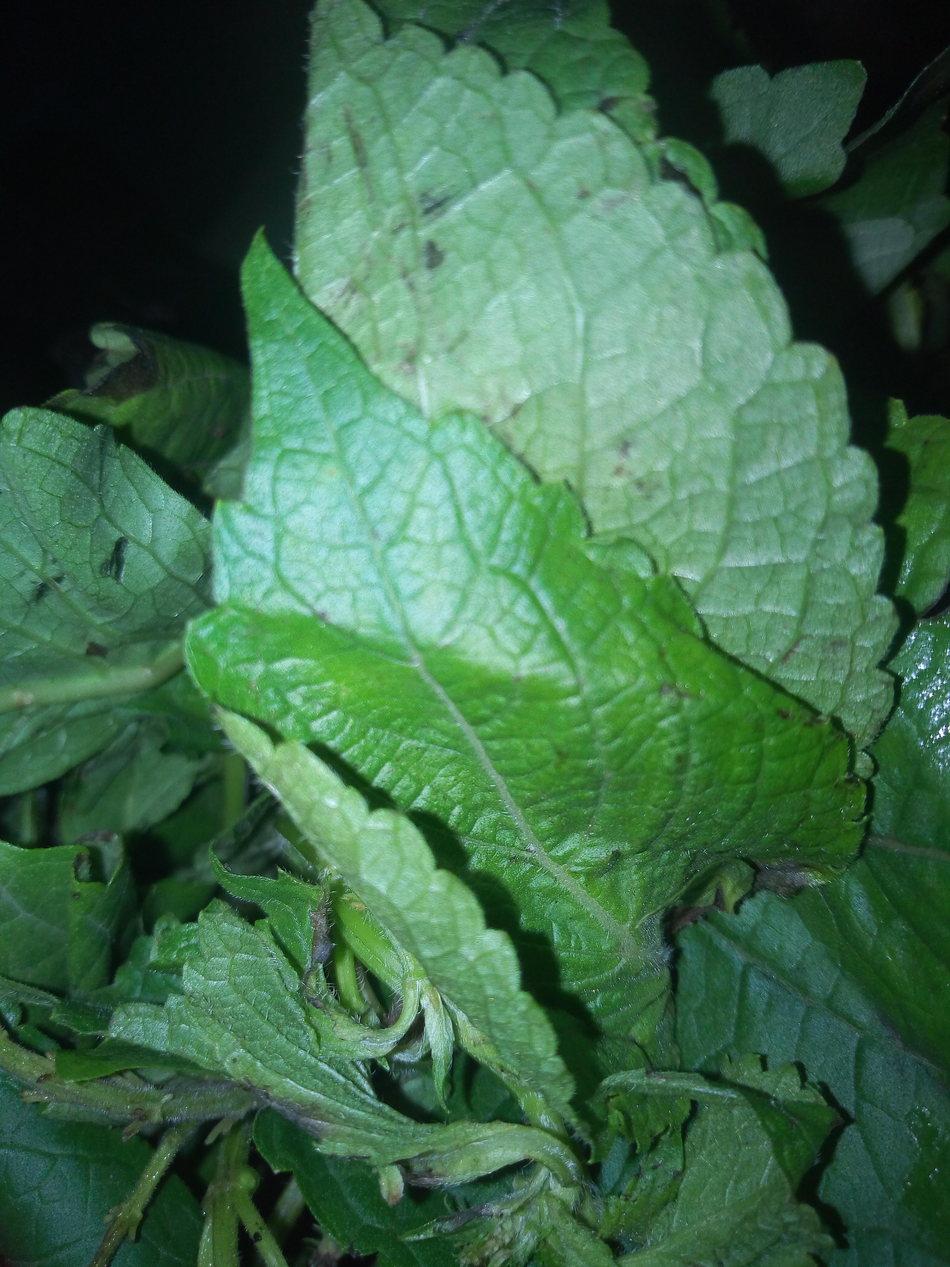 IMG_20220120_113915.jpg