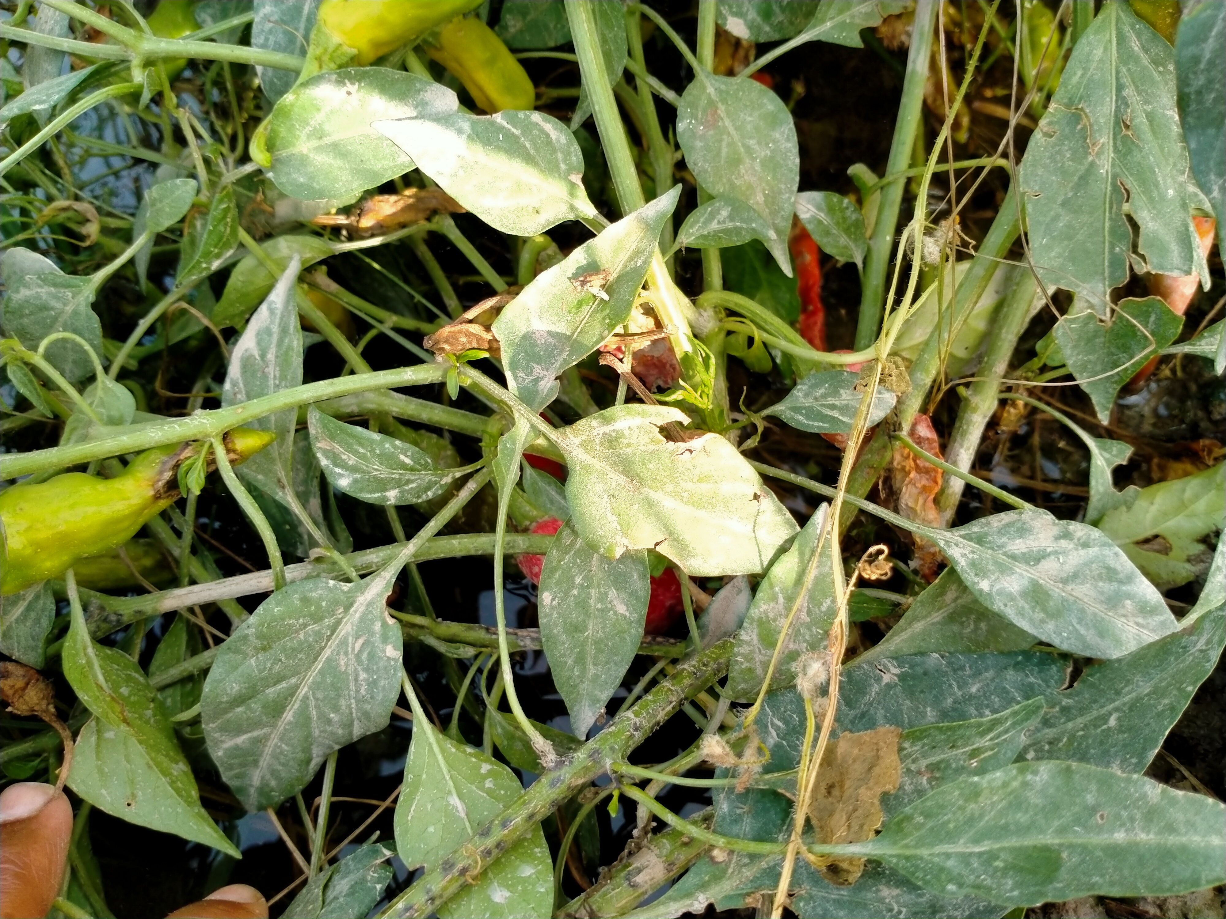 IMG20210529163654.jpg