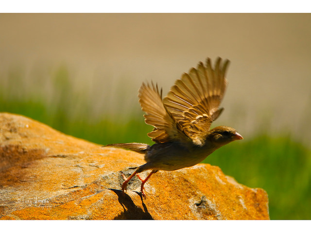 Baby Bird.jpg