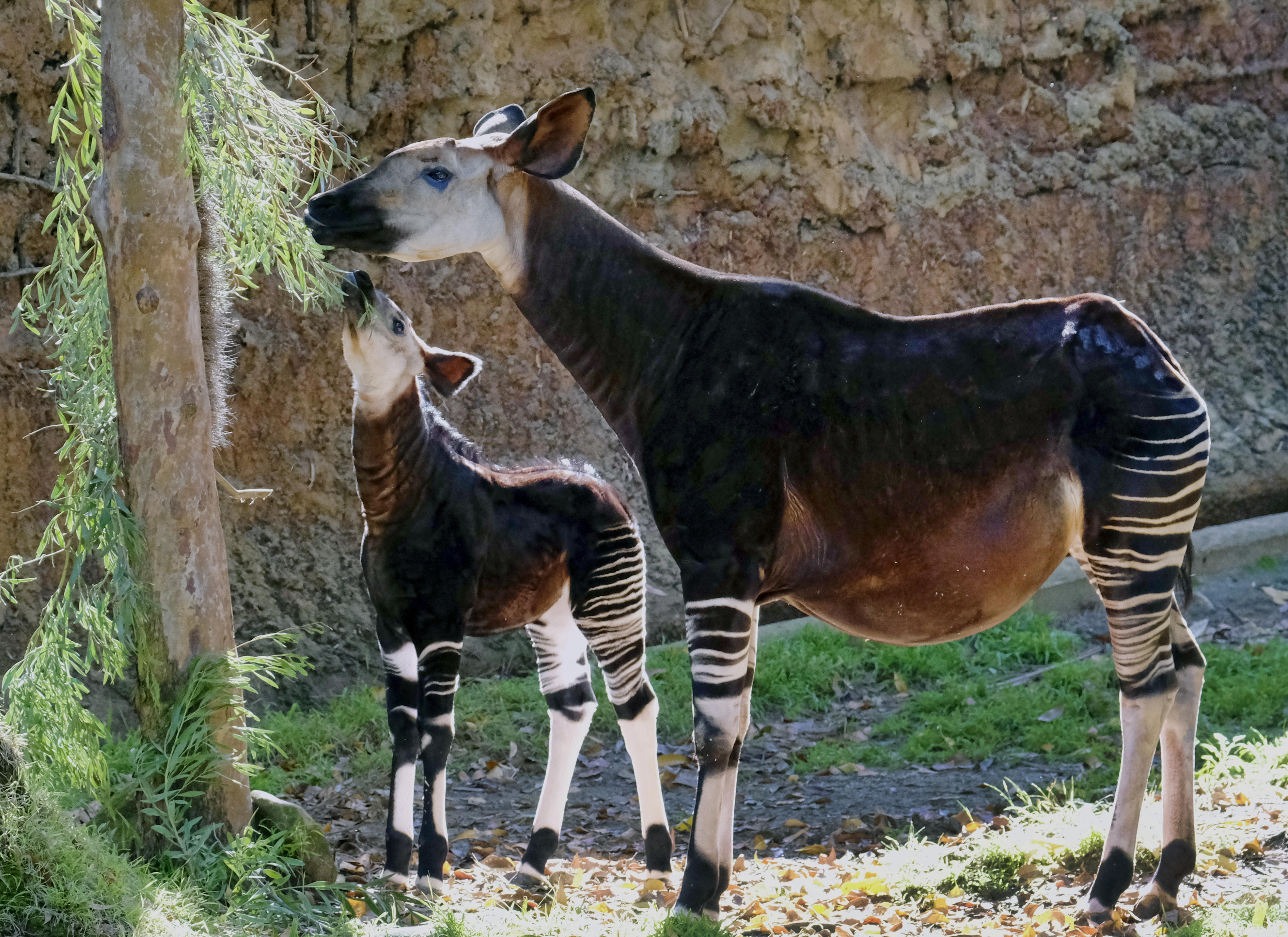 okapi.jpg