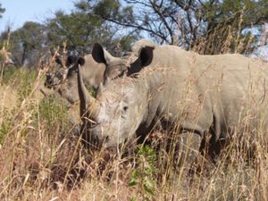 300px-South_Africa-Mpumalanga-Rhino02.jpg