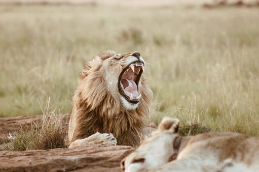 SIMBA.jpeg