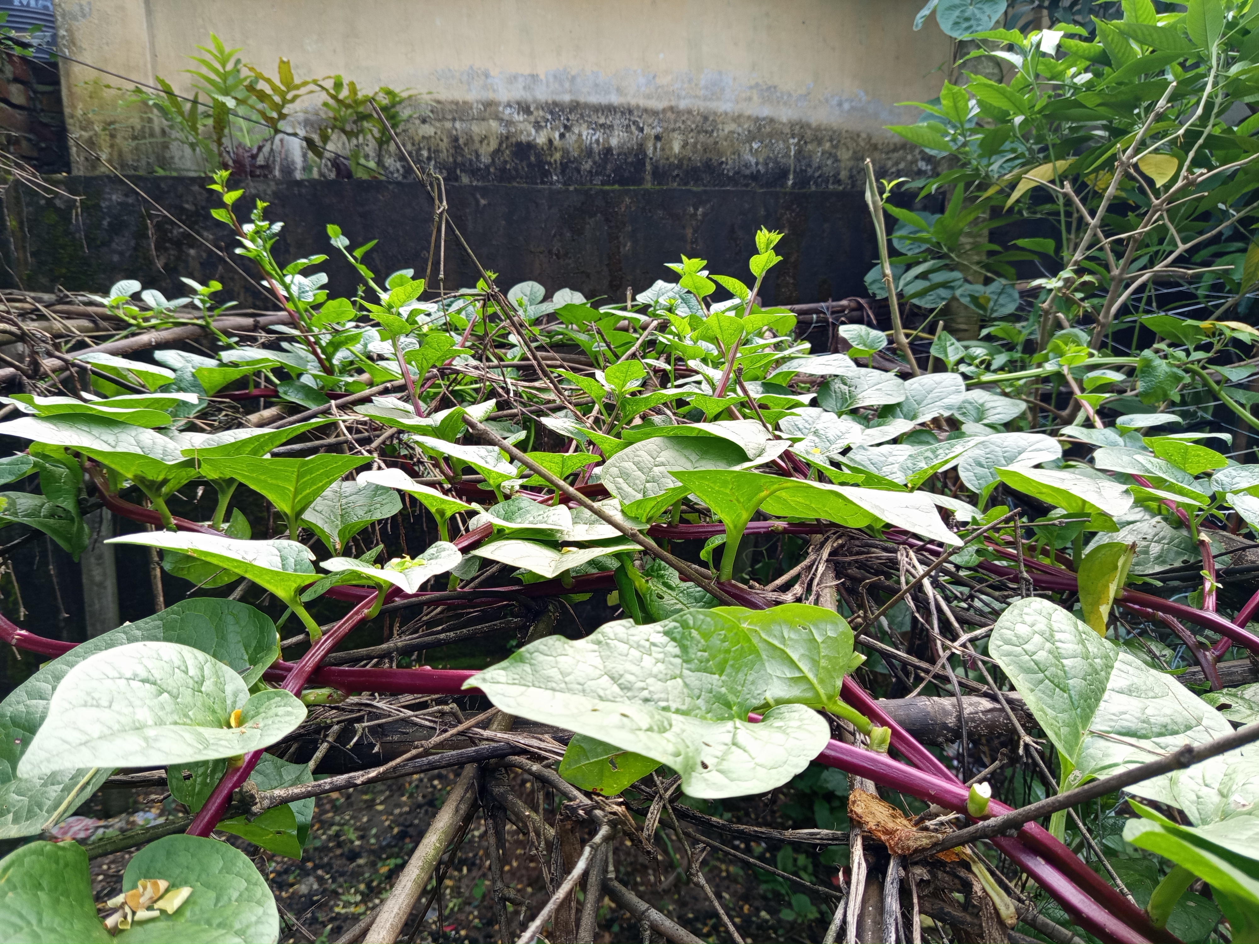 পুইশাক (4).jpg
