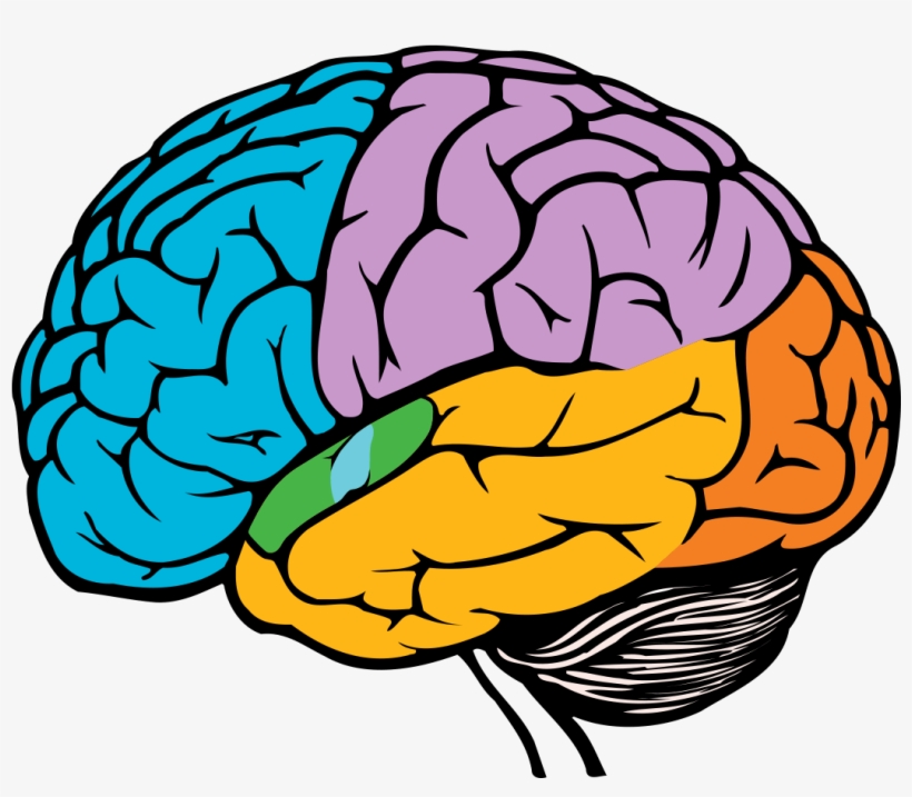 945-9455599_parts-of-the-brain-png-easy-simple-brain.png