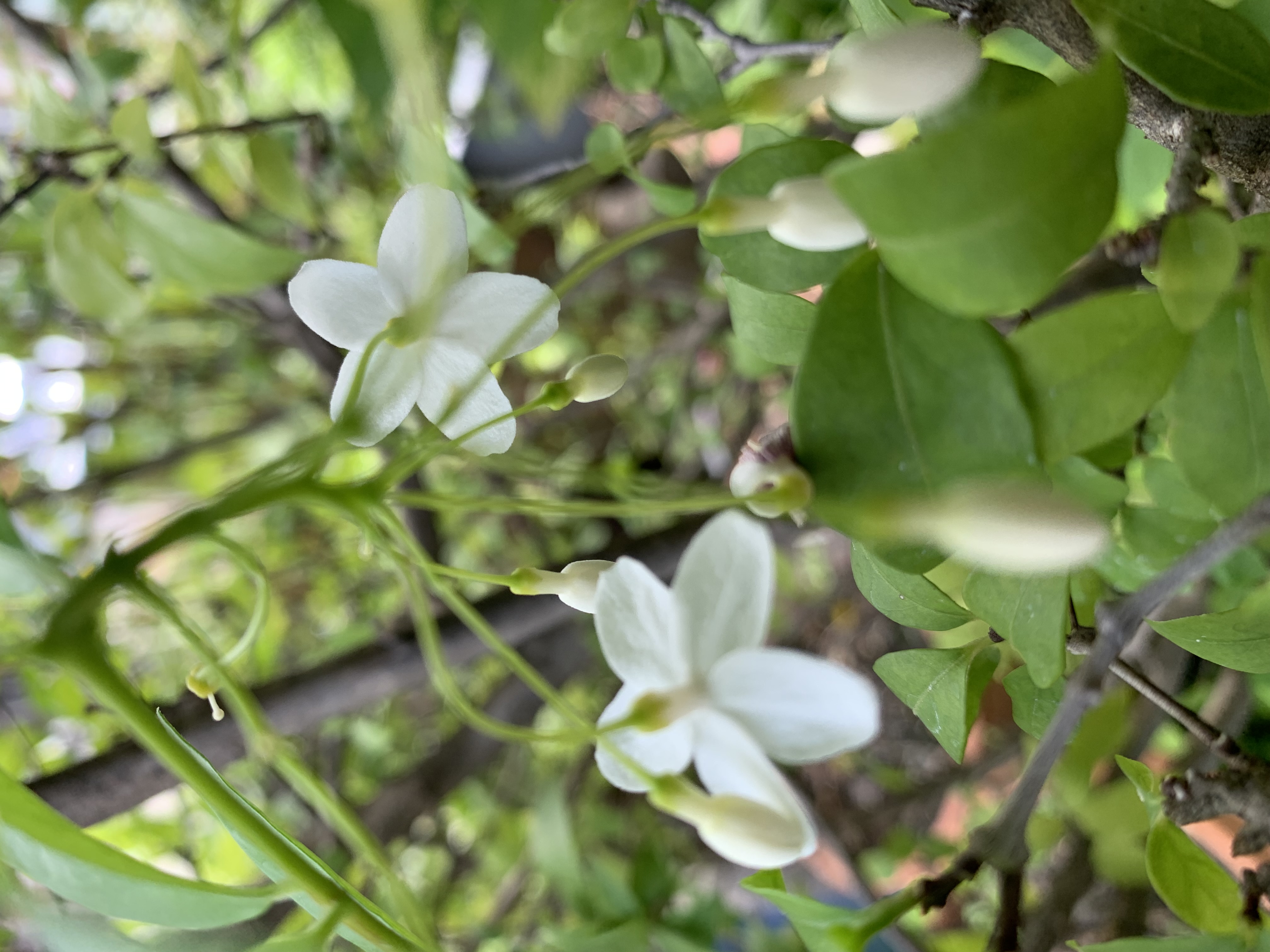 my little garden9.jpg
