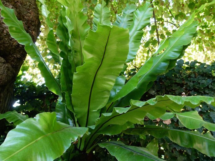 Asplenium_australasicum-e1497940735289.jpg
