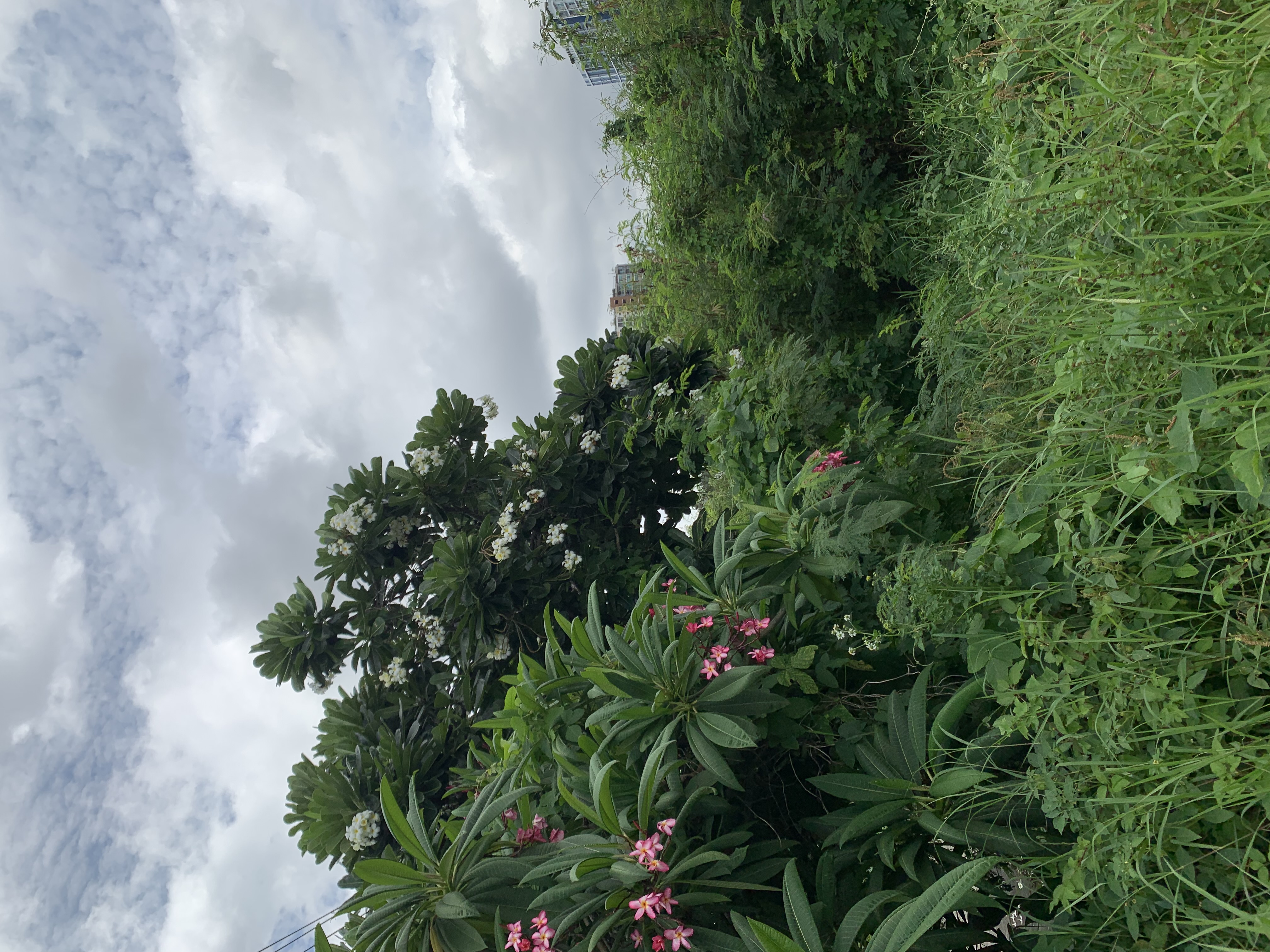 nature407.jpg