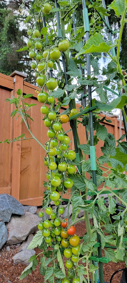 20230726_194245.jpg