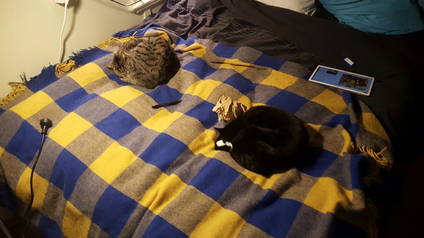 twincats.jpeg