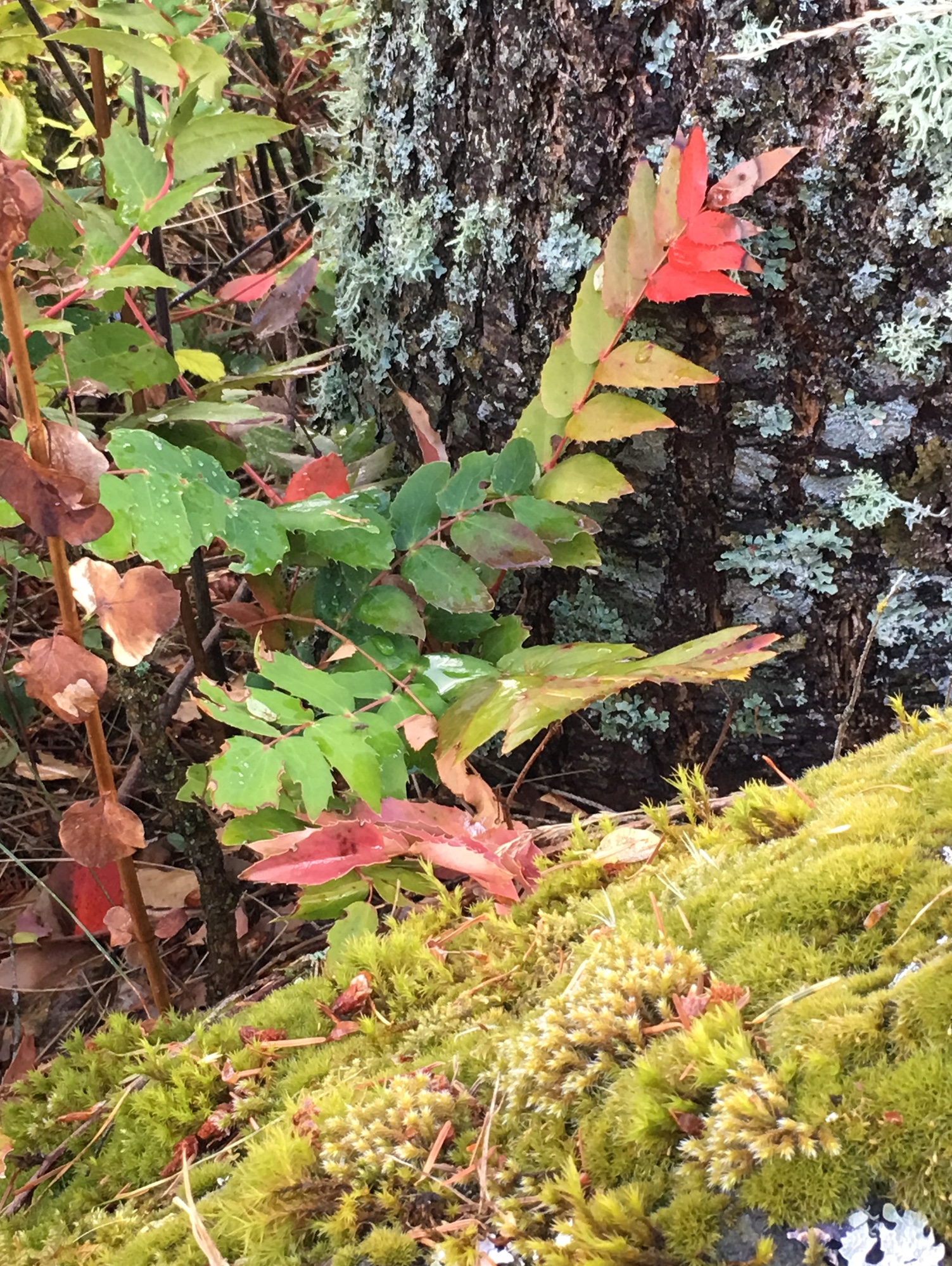 oregongrape.jpeg