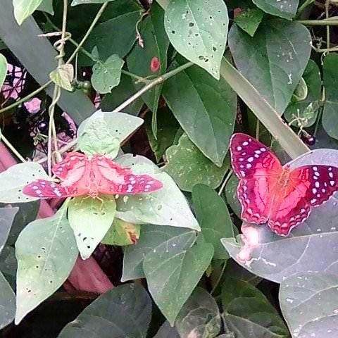 mariposa.jpg