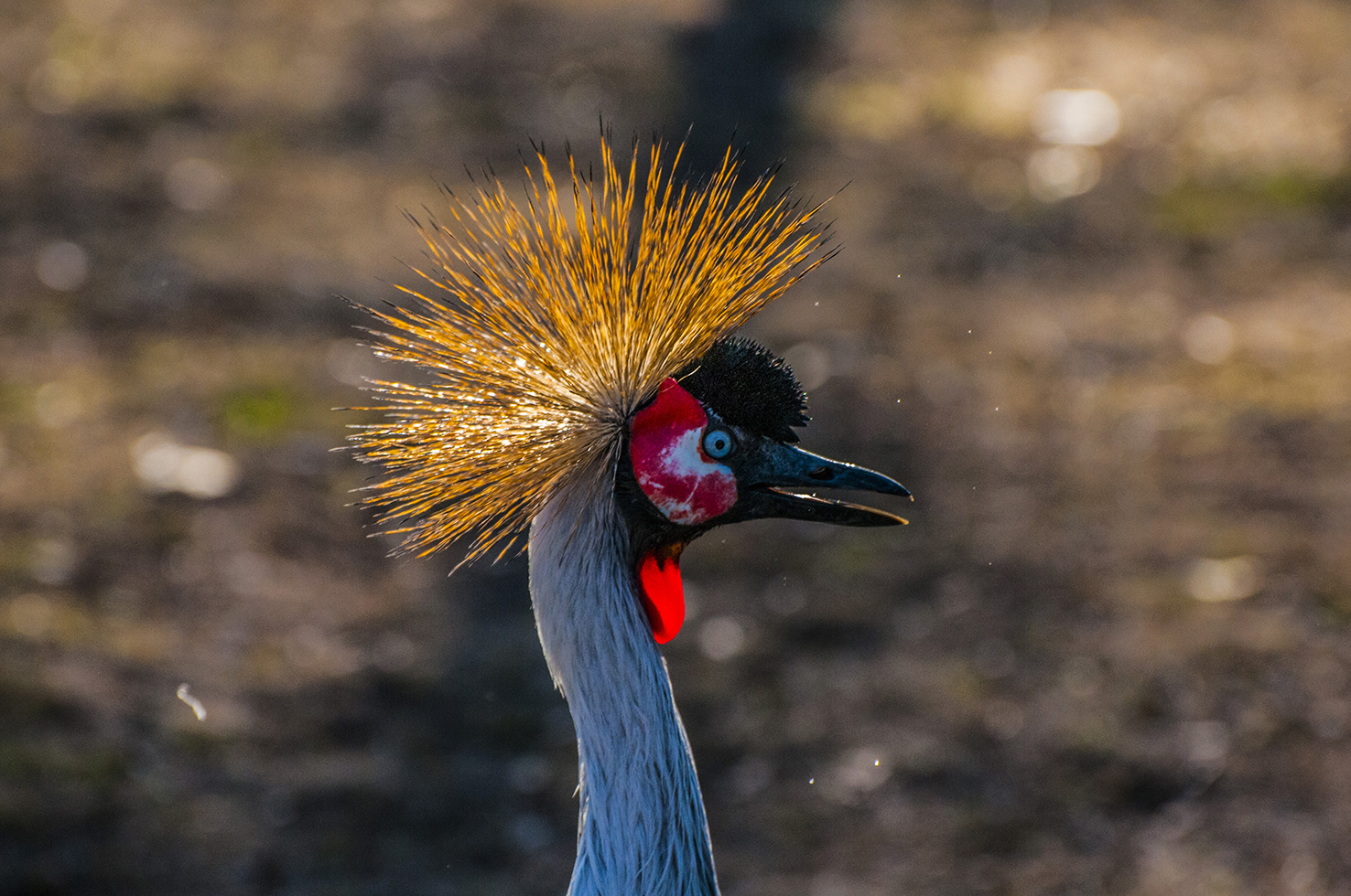 DSC_0852.jpg