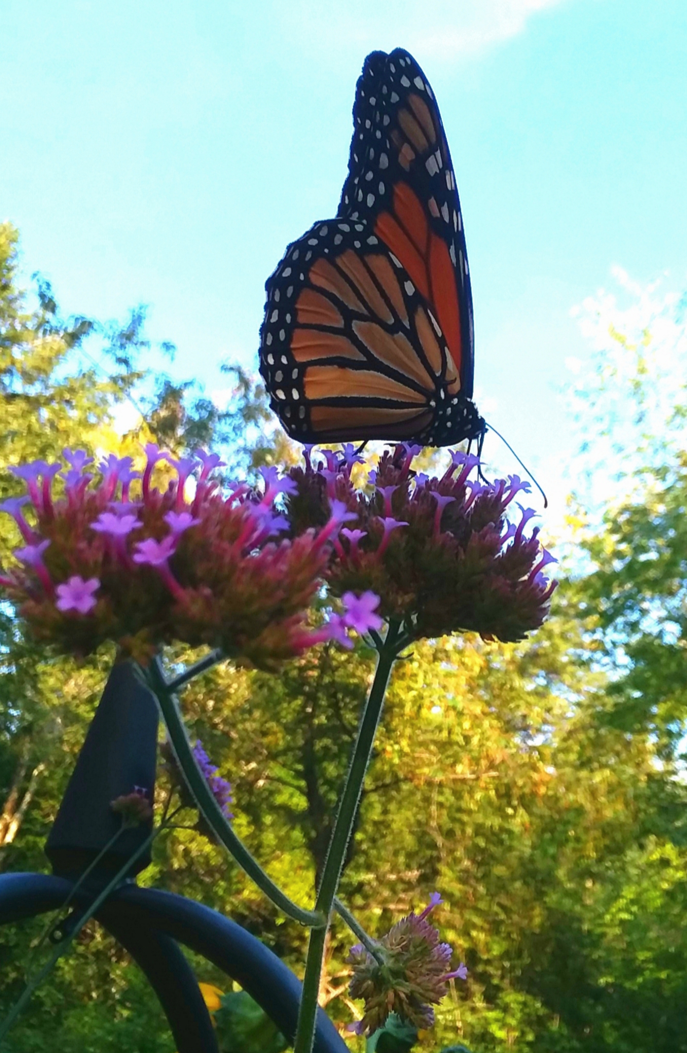 20190828_074707.jpg