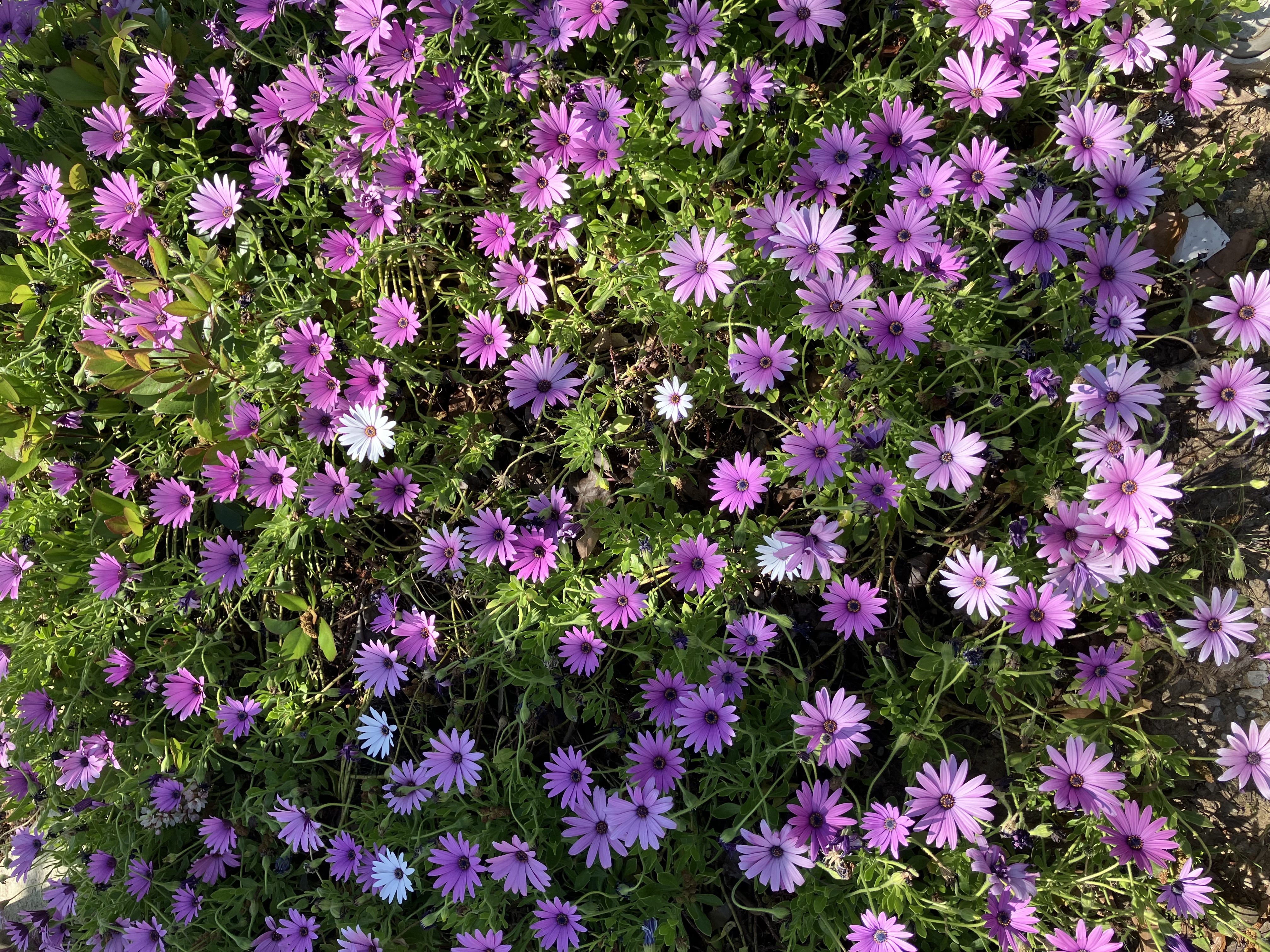 IMG_2012.jpeg