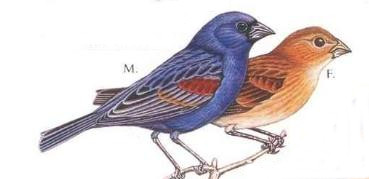 bird3.jpg