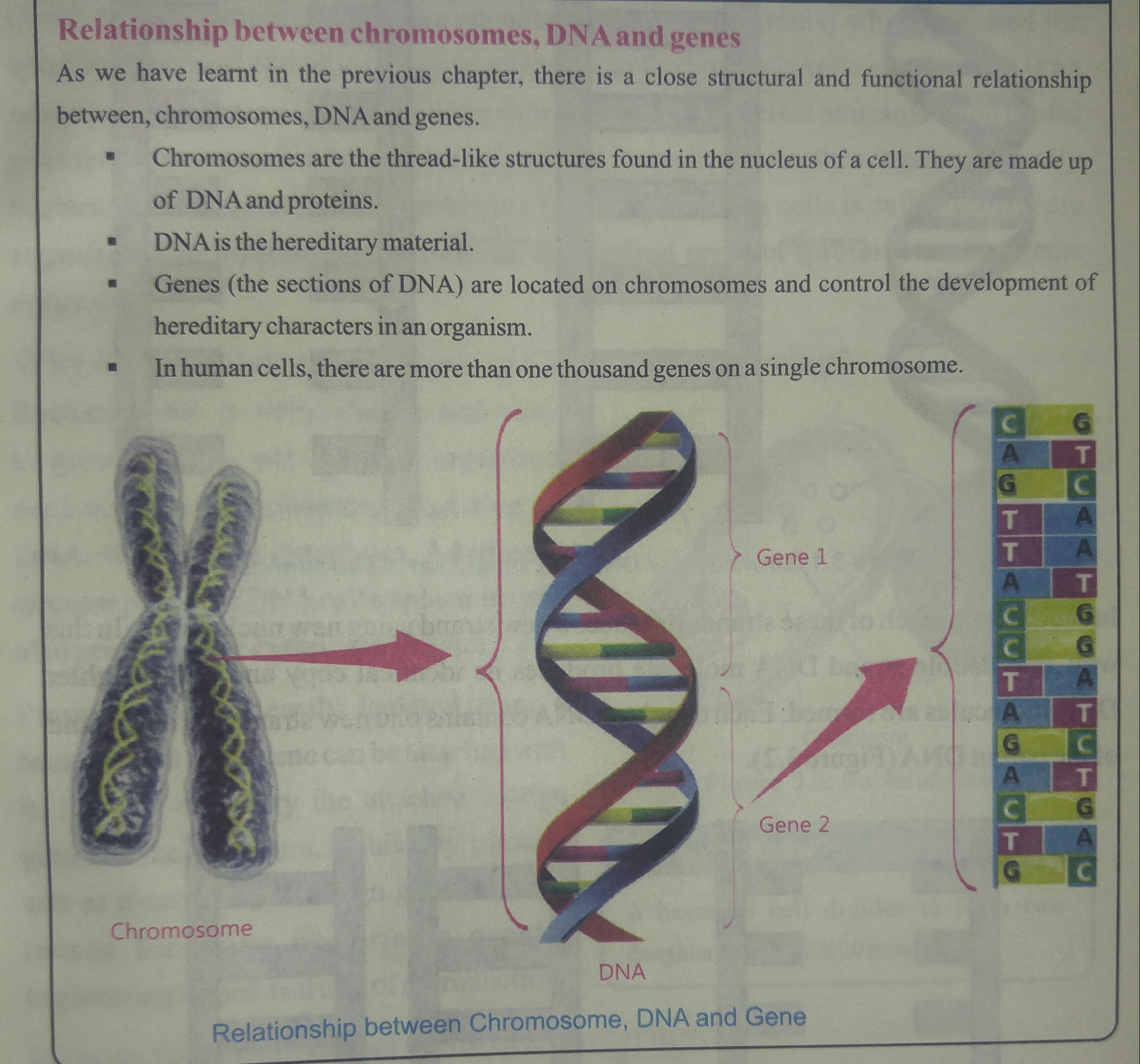 Имеется кольцевая хромосома. ДНК И хромосомы. Расшифровка ДНК хромосома. Ш хромосома. Хромосома ДНК вышивка.