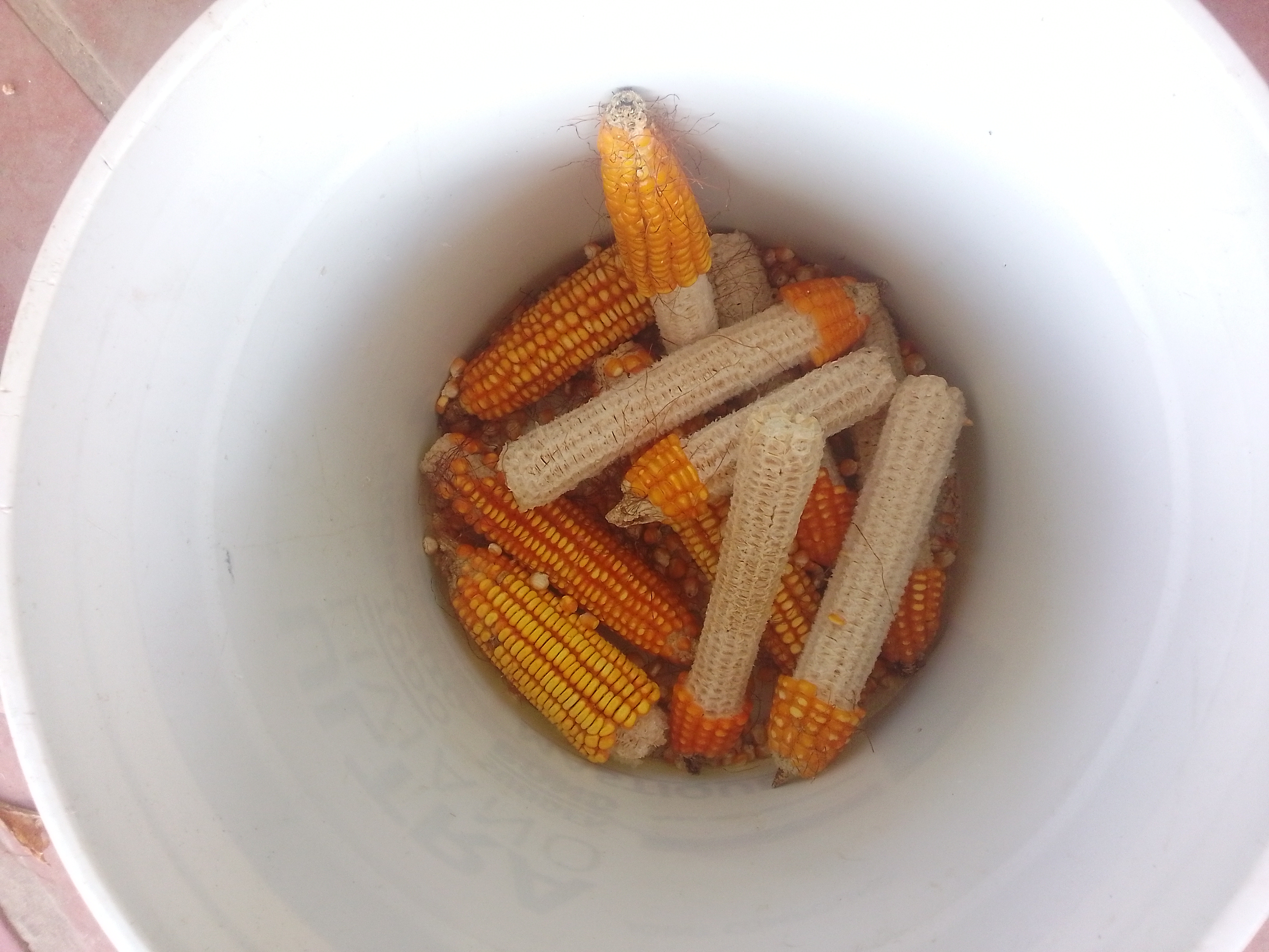 Sacando Provecho al Maíz Seco🌽🌽🌽