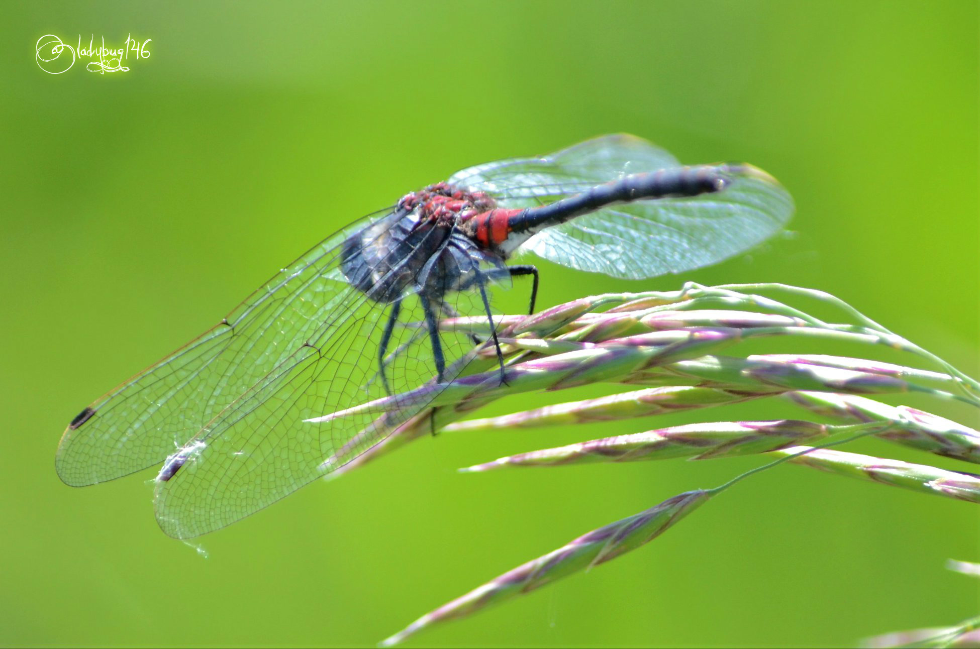 dragonfly3.jpg