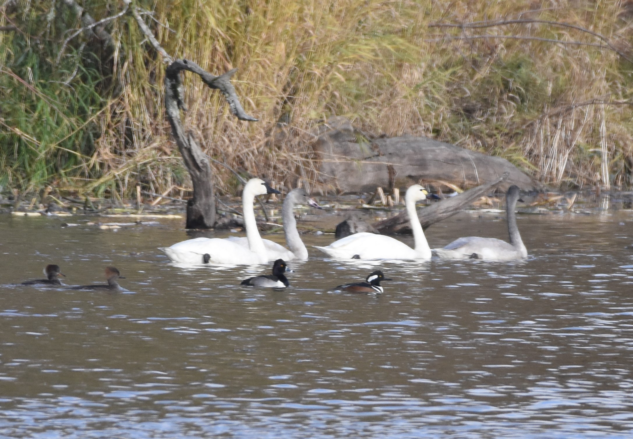 HOME, TUSW, RNDU_3386.JPG