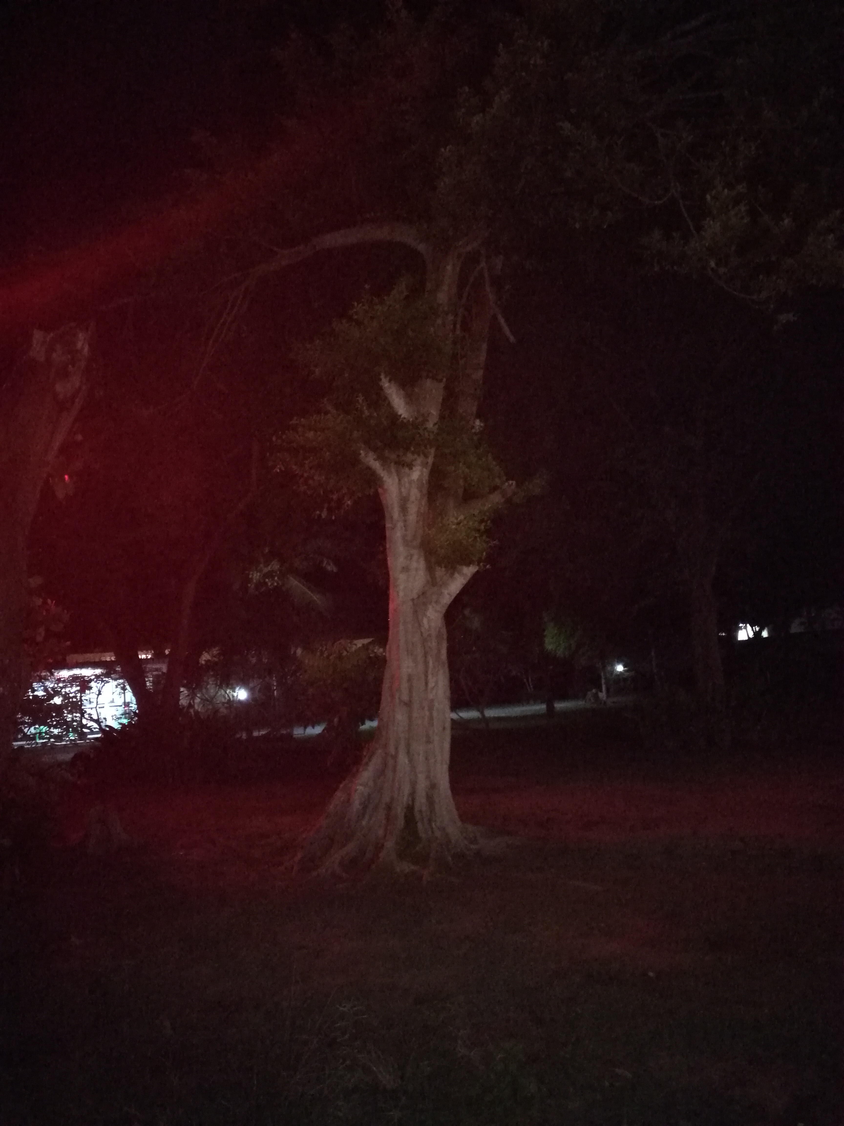Geheimnisvoller-Baum.jpg