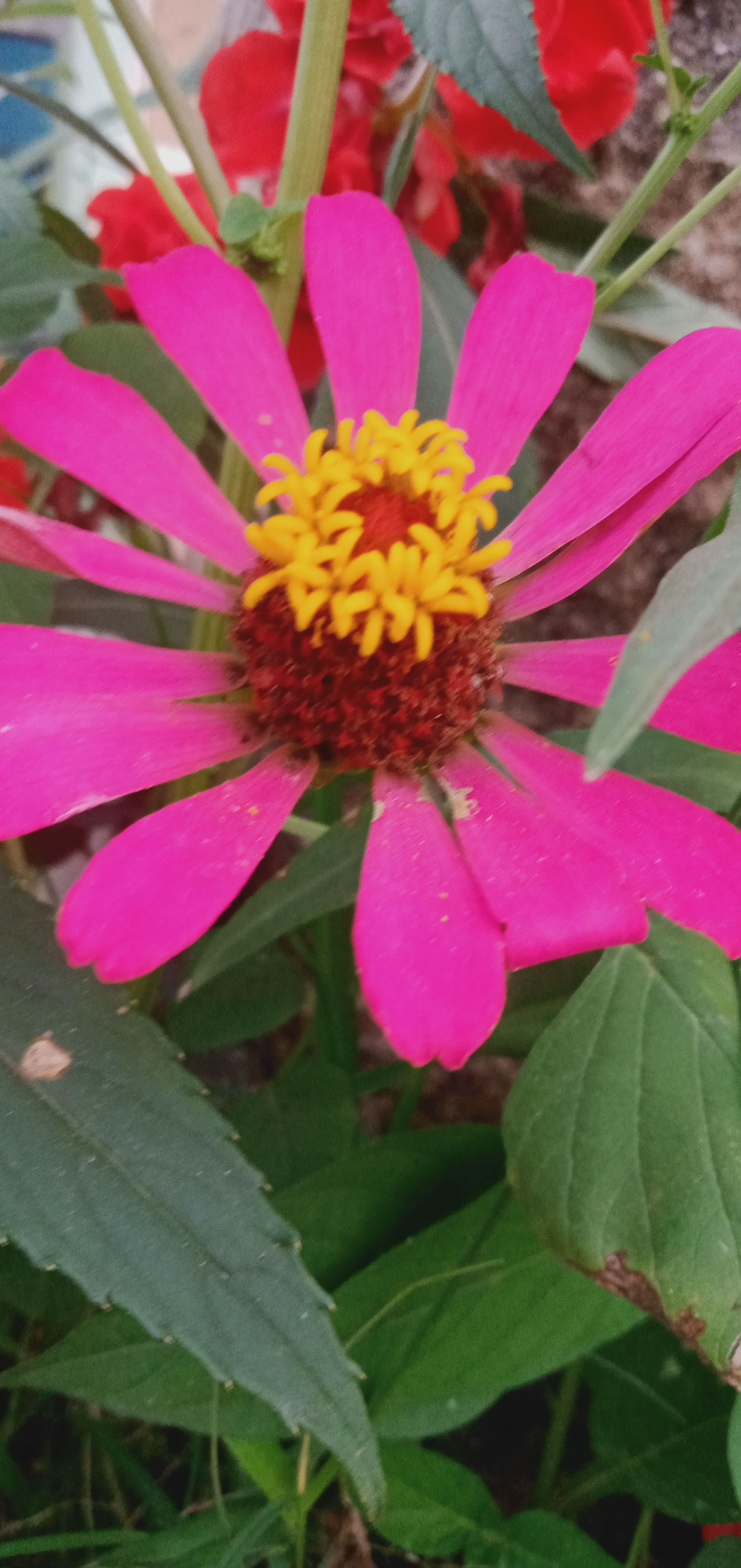IMG20210724174616.jpg