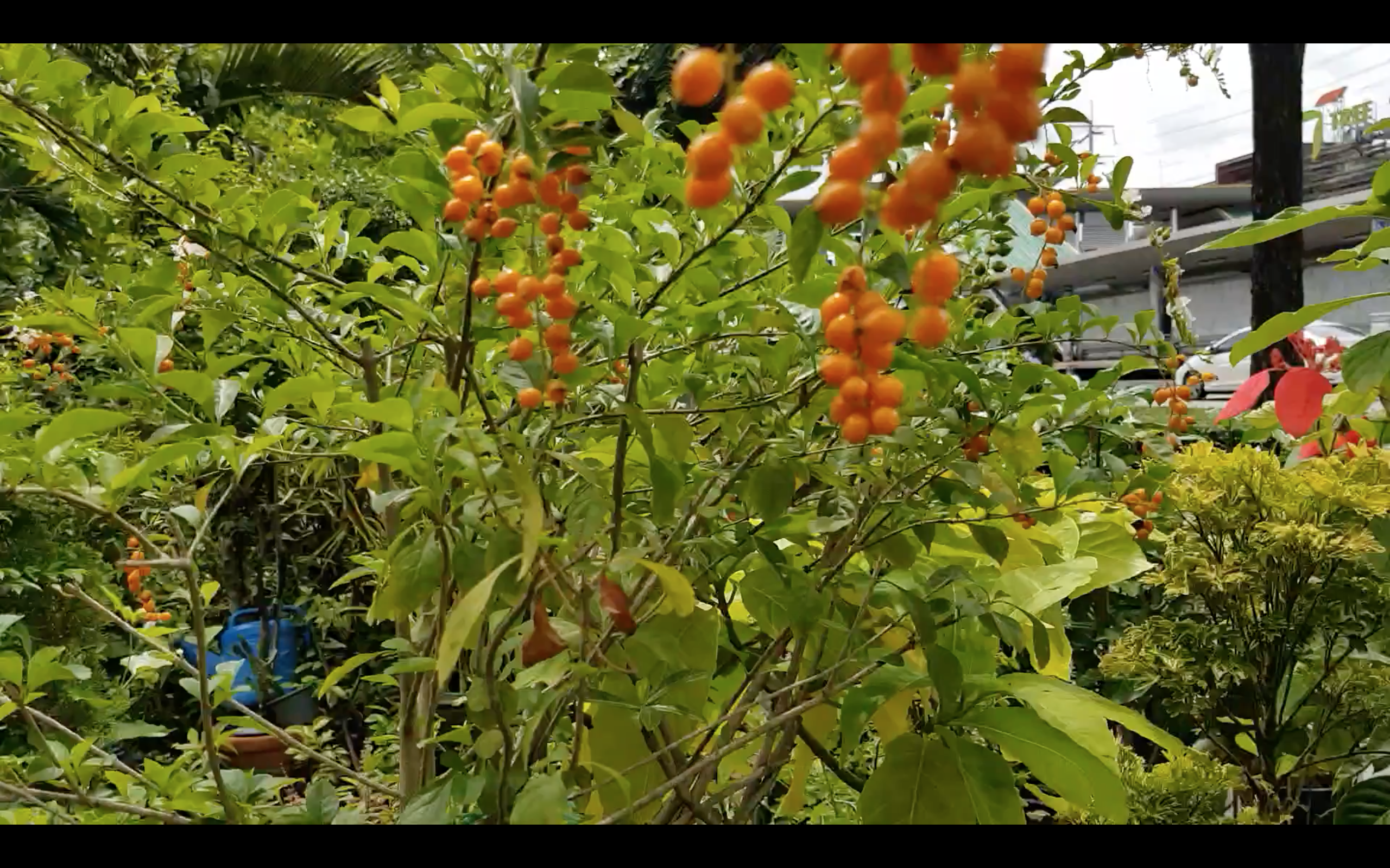 Screen Shot 2561-05-31 at 9.22.25 PM.png