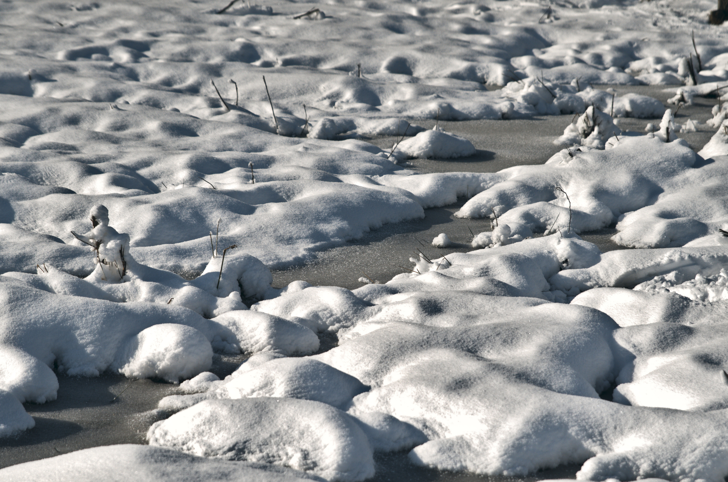 _DSC2591_01a.jpg