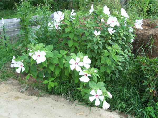 Hibiscus crop August 2019.jpg