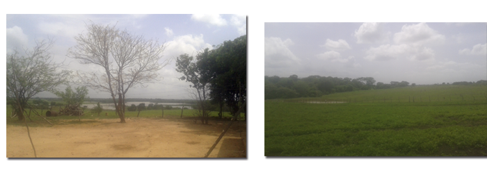 guarico5.png