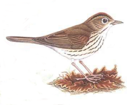 bird35.png