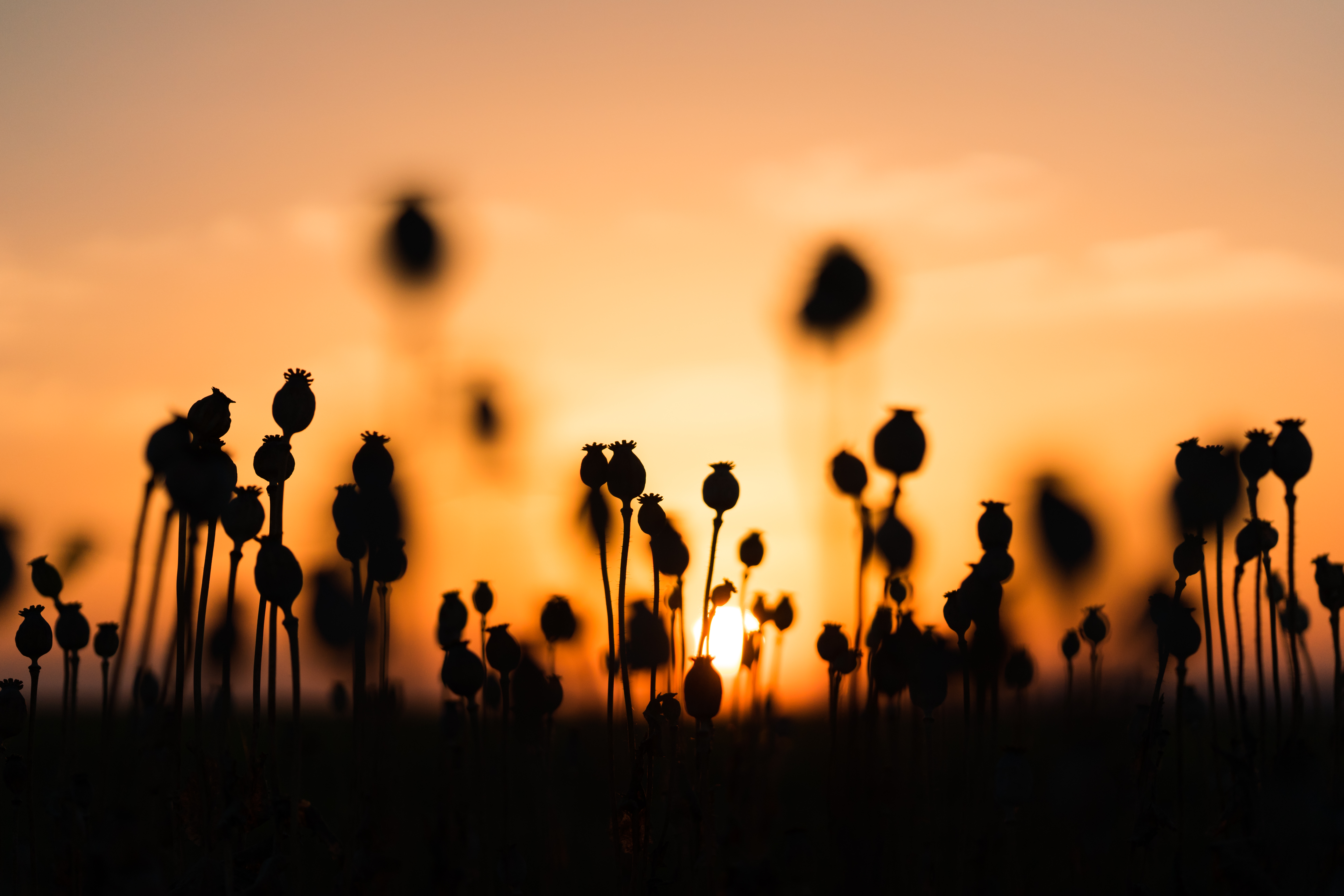 poppy-seed-pods-picjumbo-com.jpg
