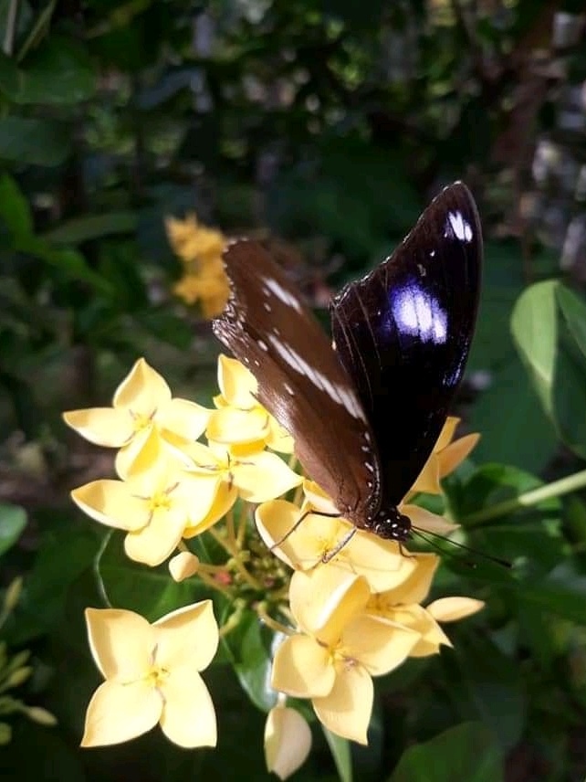 IMG_20201017_114505.jpg