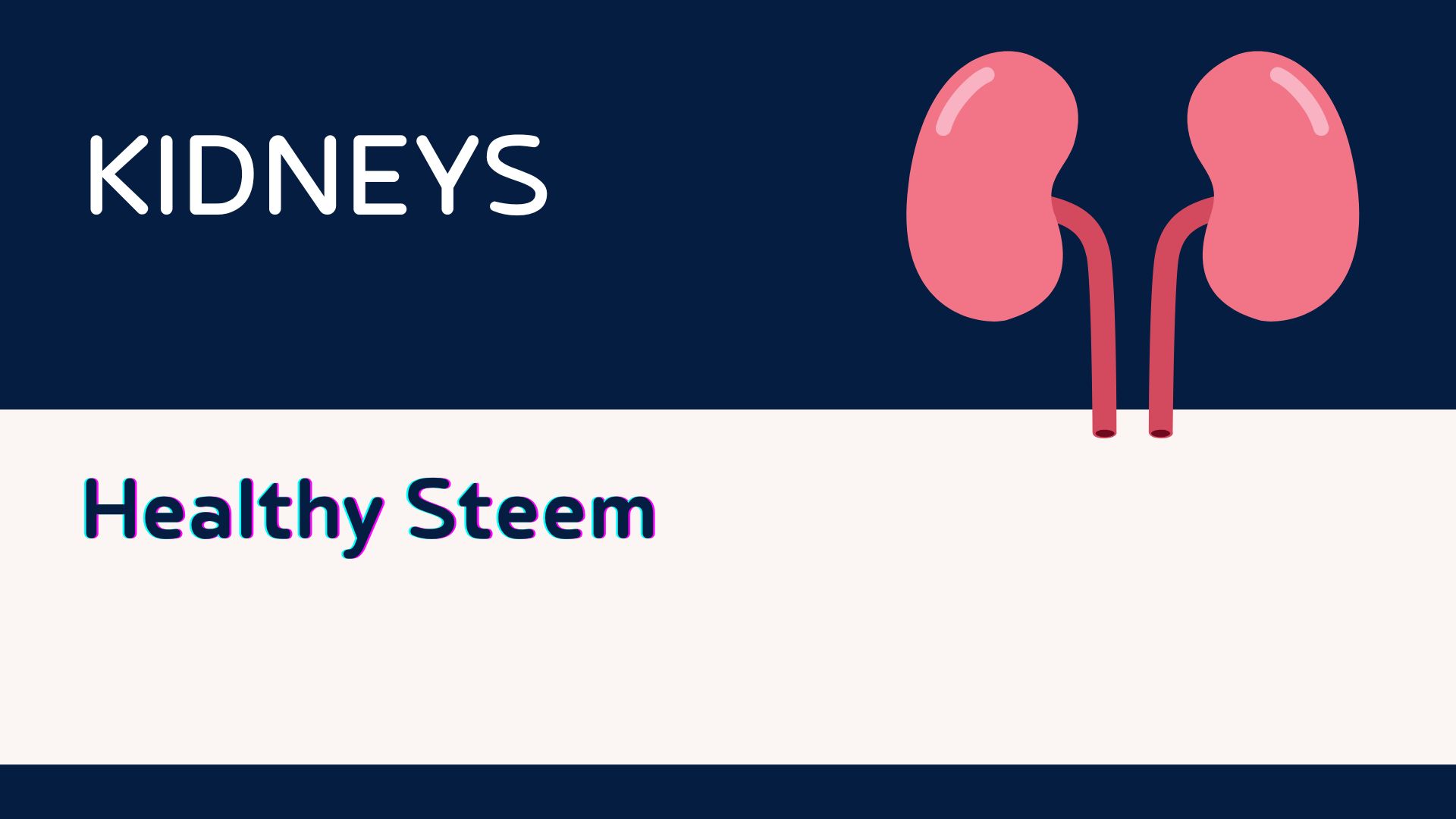 The kidneys are two bean-shaped organs, each about the size of a fist. Their main job is to cleanse the blood of toxins and transform the waste into urine. Healthy kidneys filter about a half cup .jpg