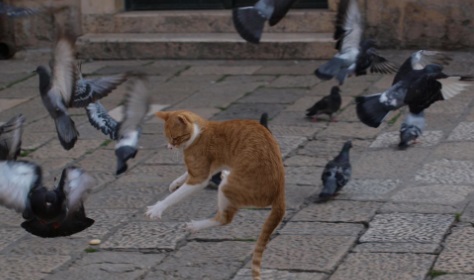 IMAG0066.JPG