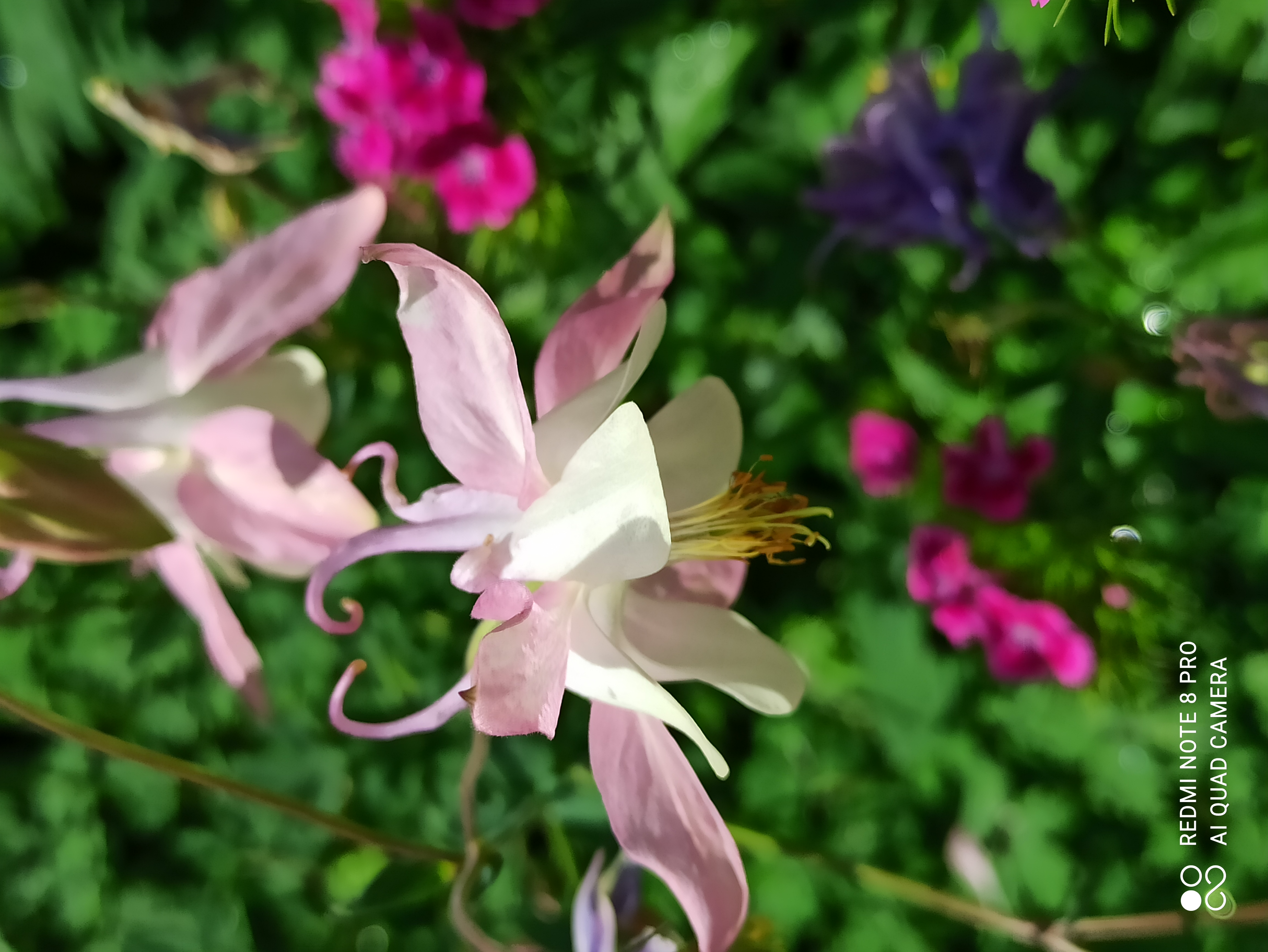 IMG_20220619_134622.jpg