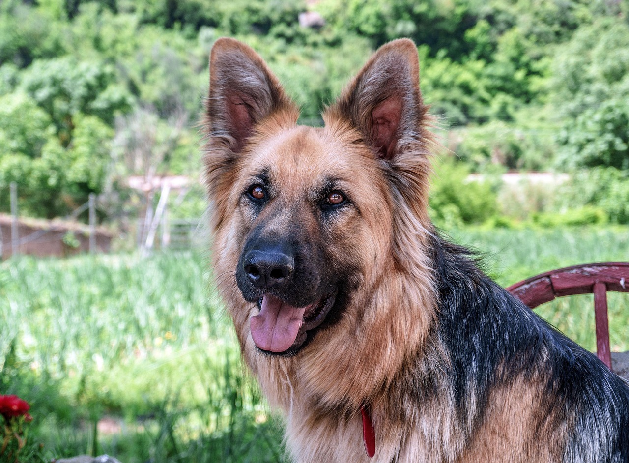 josepmonter-dog-3409620_1280.jpg