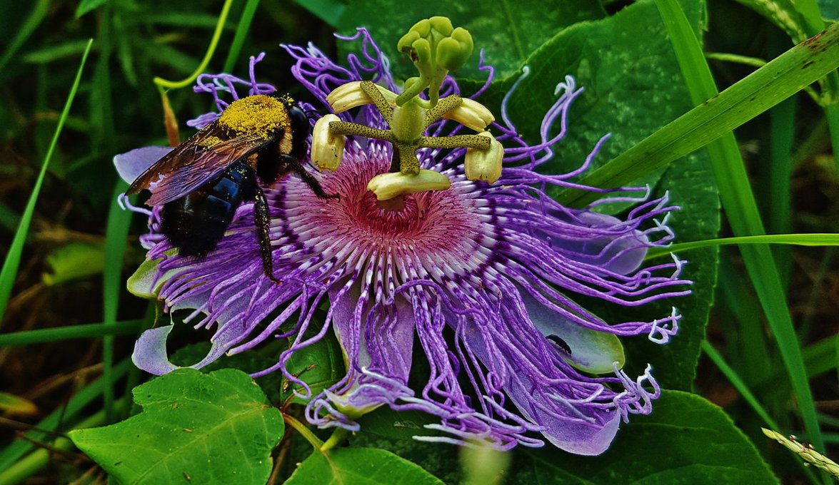 passionflower_with_carpenter_bee_by_matthew_beziat-db0z0m3.jpg