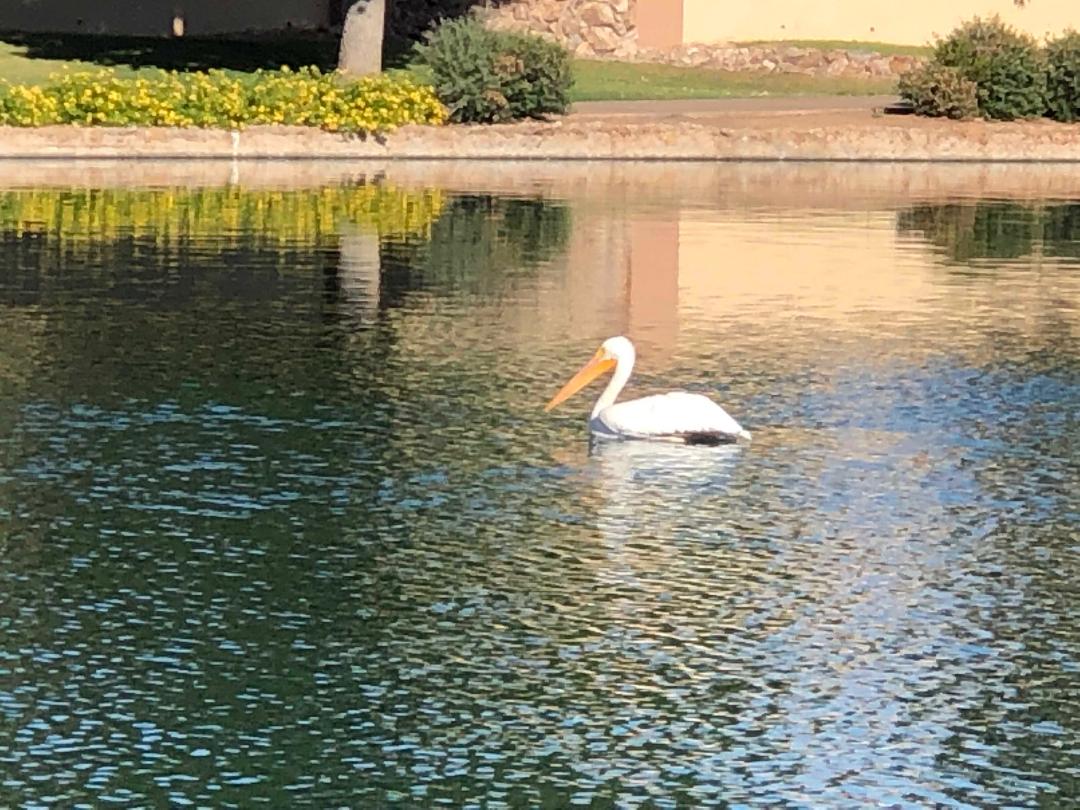 pelican 2.jpg